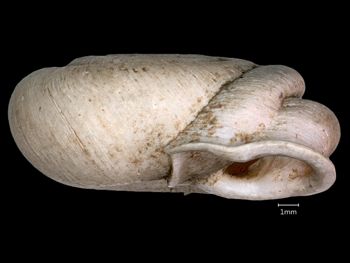 Media type: image;   Malacology 167125 Aspect: apertural